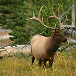 wildlife viewing is available right from your campsite at Heber RV Resort